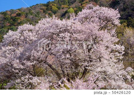 桜 50426120
