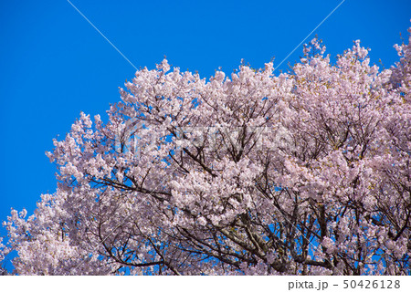 桜 50426128