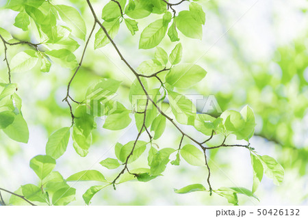新緑　 50426132
