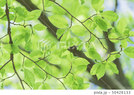 新緑　 50426133
