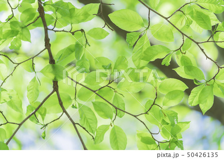 新緑　 50426135