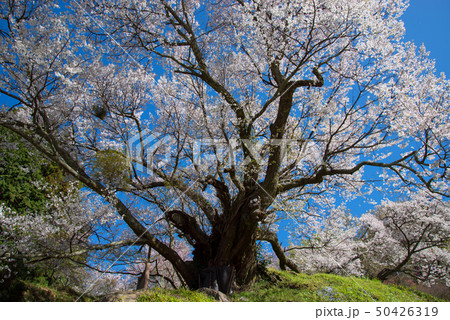 桜 桜 50426319