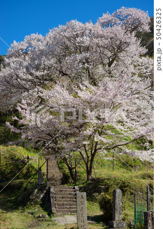 桜 50426325