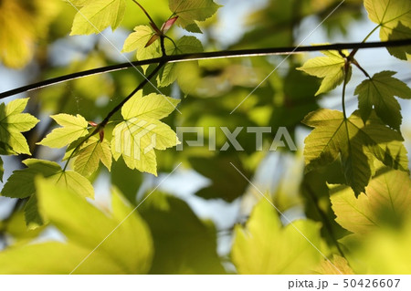 Sycamore maple leaves in the forest Sycamore maple leaves in the forest 50426607