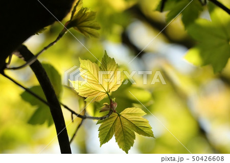 Sycamore maple leaves in the forest 50426608