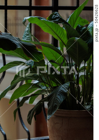 Houseplant Spathiphyllum flower plant  50426628
