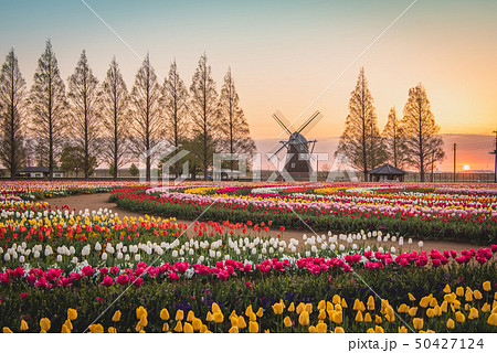 あけぼの山農業公園 チューリップの写真素材