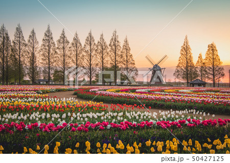 あけぼの山農業公園　チューリップ 50427125