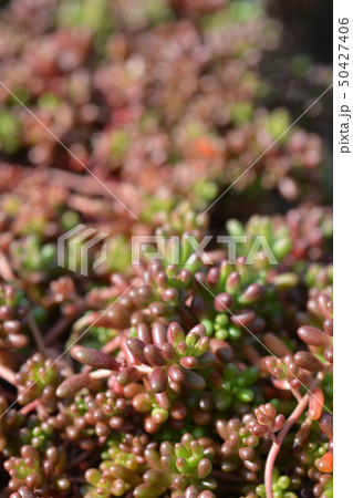 Murale Stonecrop Murale Stonecrop 50427406