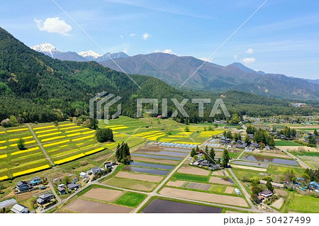 春の安曇野の菜の花を空撮 50427499