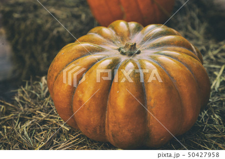background vegetable ribbed orange sleek hay background vegetable ribbed orange sleek hay 50427958