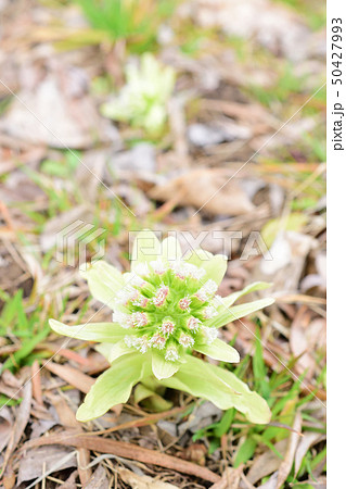 春を告げるフキノトウの花 50427993