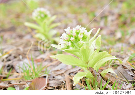 春を告げるフキノトウの花 春を告げるフキノトウの花 50427994