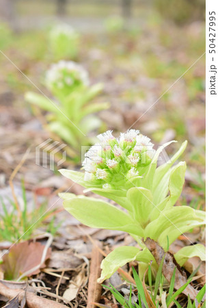 春を告げるフキノトウの花 50427995