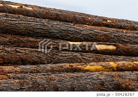 brown trunk brown bark horizontal stack stack of 50428267