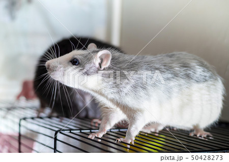 rat small white gray surprised look profile on the rat small white gray surprised look profile on the 50428273