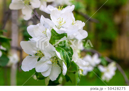 set white flower colorful peach apricot fruit set white flower colorful peach apricot fruit 50428275