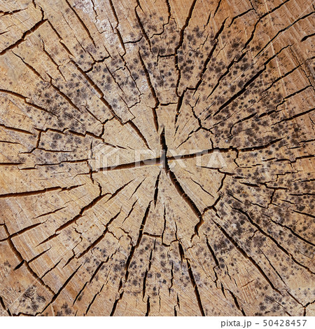 cracked background wooden many dashes slept pine 50428457