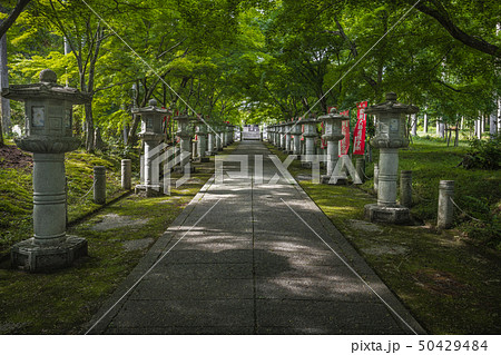兵庫県 高山寺 夏 新緑 兵庫県 高山寺 夏 新緑 50429484