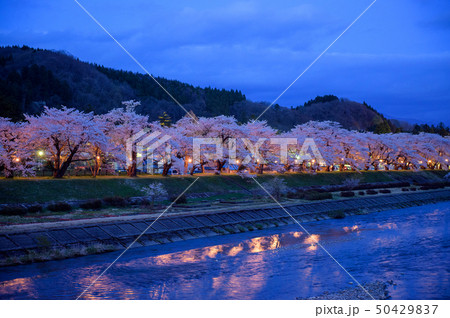 角館 桧木内川の夜桜 秋田県 角館 桧木内川の夜桜 秋田県 50429837