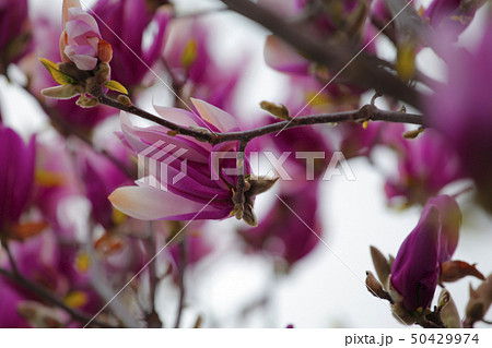 Pink magnolia tree flower park nobody Pink magnolia tree flower park nobody 50429974