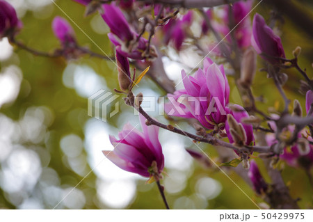 Pink magnolia tree flower park nobody Pink magnolia tree flower park nobody 50429975