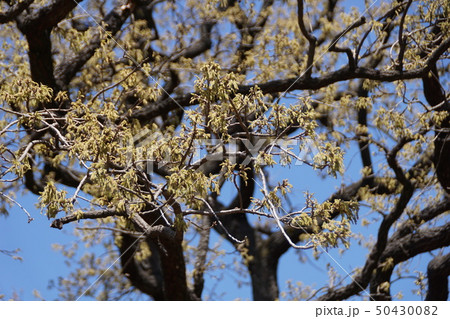 椚 クヌギの花 花言葉は たくわえ の写真素材