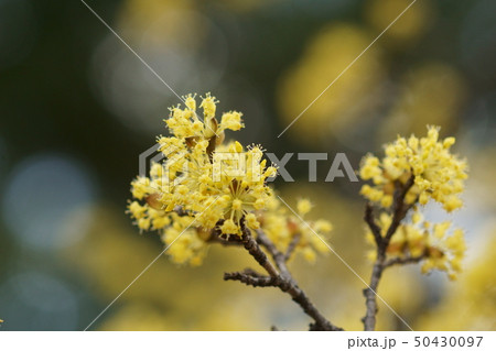 山茱萸 サンシュユ 花言葉は「持続」 山茱萸 サンシュユ 花言葉は「持続」 50430097