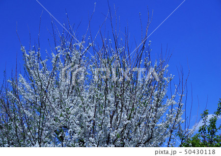 李 スモモ 花言葉は「忠実」 李 スモモ 花言葉は「忠実」 50430118