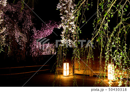 角館 夜桜 秋田県 角館 夜桜 秋田県 50430318