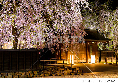 角館　夜桜　秋田県 50430582