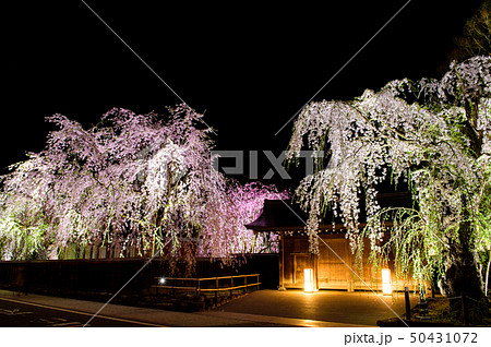 角館　夜桜　秋田県 50431072