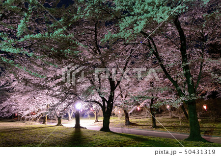 赤城南面千本桜のライトアップ 赤城南面千本桜のライトアップ 50431319