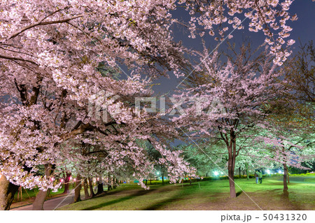 赤城南面千本桜のライトアップ 赤城南面千本桜のライトアップ 50431320