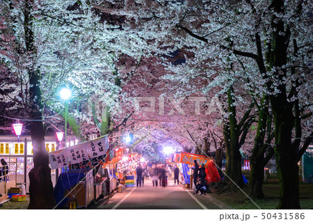 赤城南面千本桜の夜桜 赤城南面千本桜の夜桜 50431586
