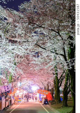 赤城南面千本桜の夜桜 赤城南面千本桜の夜桜 50431587