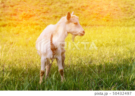 Goat eats high juicy grass 50432497