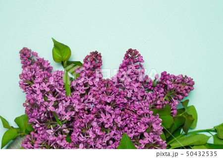 Purple lilac flowers spring blossom background Purple lilac flowers spring blossom background 50432535