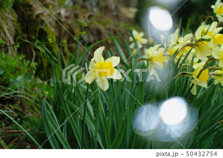 スイセンの花 50432754