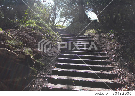 森の古道　　　・・ ・・～ Forest stairs ～・・ ・・ 50432900