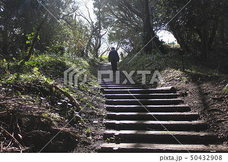 森の古道　　　・・ ・・～ Forest stairs ～・・ ・・ 50432908