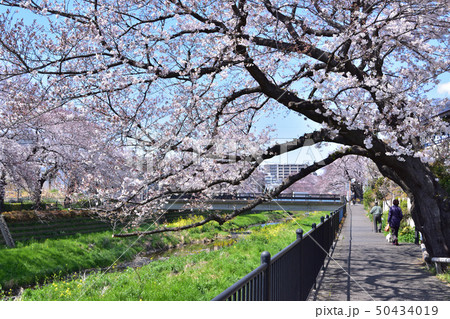 調布・野川一の橋の桜風景 50434019