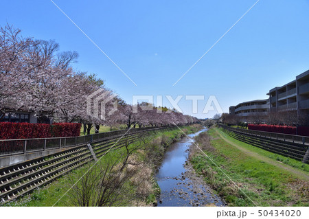 成城・区立野川緑地広場の桜並木 成城・区立野川緑地広場の桜並木 50434020