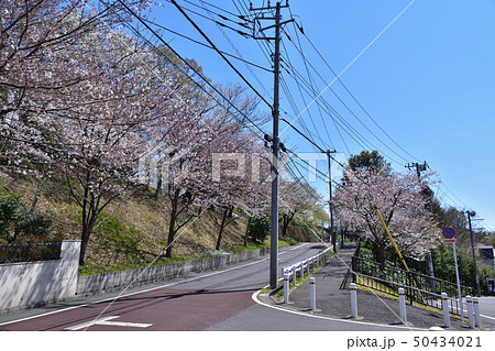 成城・ビール坂緑地の桜風景 50434021