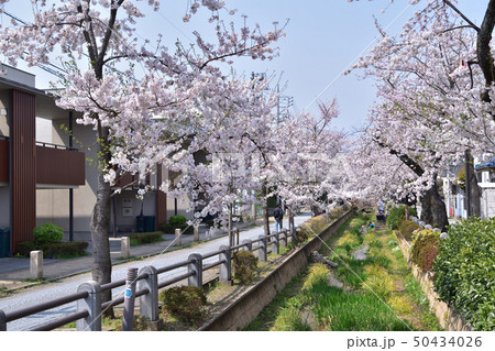 世田谷・呑川親水公園の桜風景 50434026