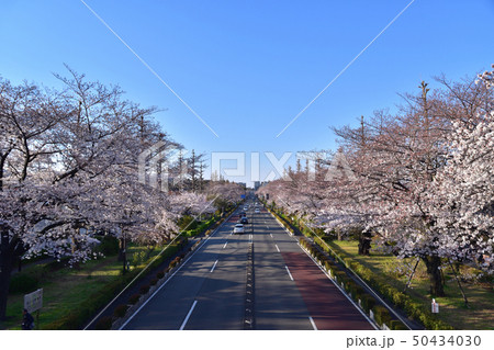 国立大学通りの桜並木 国立大学通りの桜並木 50434030