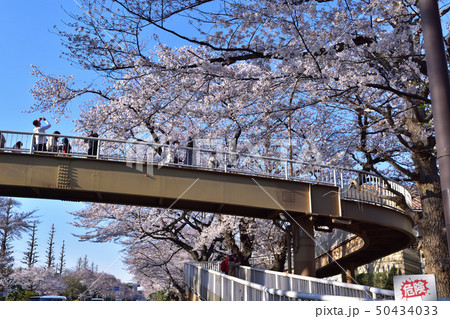 国立大学通りの桜並木と歩道橋 50434033