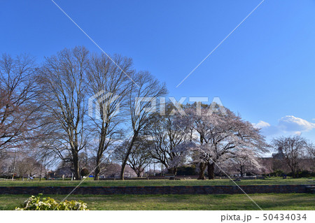 武蔵国分寺跡講堂基壇と桜 50434034