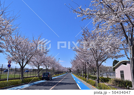 三鷹市 大沢グラウンド通りの桜並木と調布飛行場の写真素材