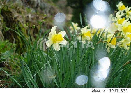 スイセンの花 50434372